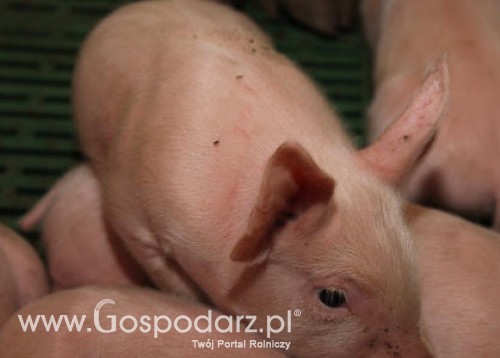 Chiny – Sprowadzą brytyjską trzodę chlewną