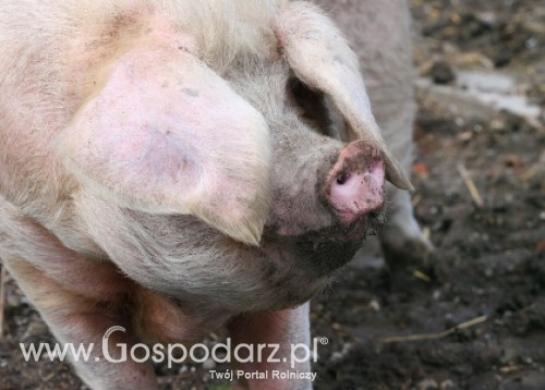 Litwa – Pomór świń atakuje