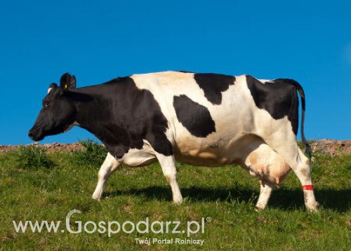 Włochy - Co piąta zarejestrowana krowa nie istnieje