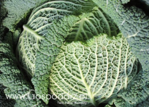 Rynek polskiej kapusty