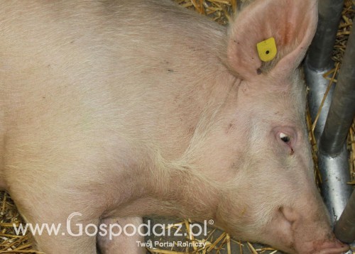 Możliwości współpracy handlowej z Nową Zelandią