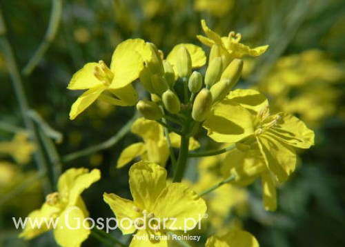 Tydzień na rynku giełdowym oleistych – 12.12.2011