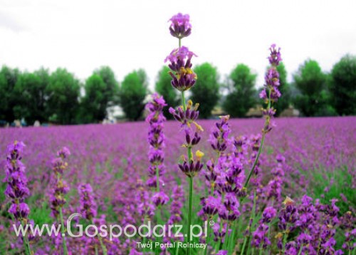 Na nieużytkach rolnych będzie rosnąć lawenda?