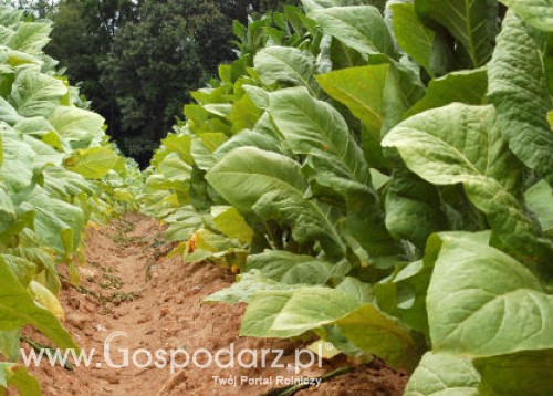 Nie będzie polskiego tytoniu?