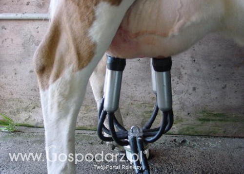 Irlandia – Wzrost produkcji mleka