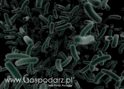 Niebezpieczna bakteria już w Polsce?