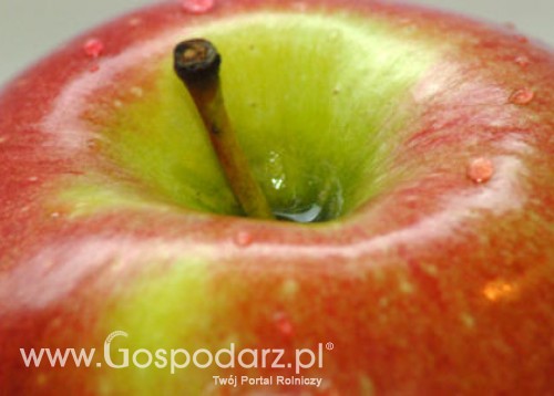Światowa produkcja jabłek wzrasta