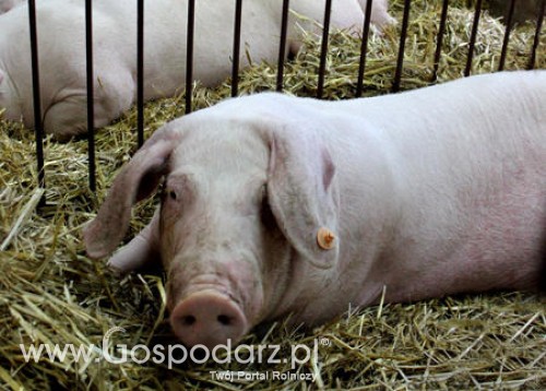 Rosja – Embargo na import litewskiego mięsa zostało zniesione