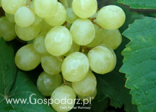 Peru – Wzrost eksportu winogron