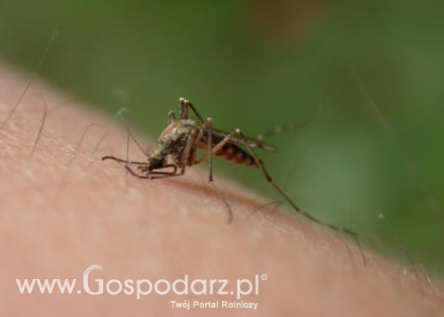 Azjatyckie komary w Europie