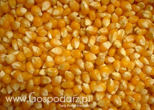 Kukurydza w Chicago znów mocno obniżyła swoją wartość - 25.05.2012