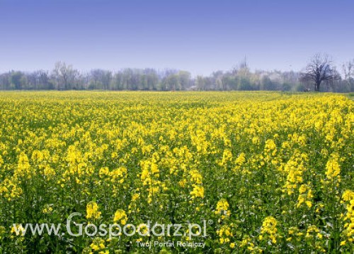 Ceny zbóż i oleistych na giełdach światowych–28.09.2011