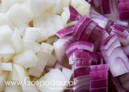 Cena cebuli zaskoczyła wszystkich – ten kto zasiał w tym roku na pewno nie straci