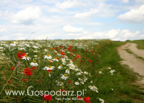 Ochrona prawna odmian roślin w UE w XXI w