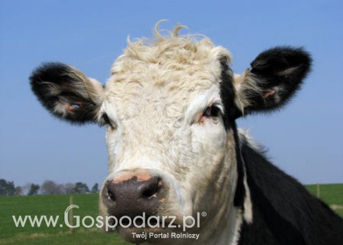 Urugwaj – Spadek pogłowia bydła