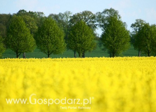 Uprawom rzepaku zagraża czerń krzyżowych