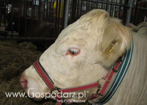 Brazylia – Wzrost spożycia mięsa wołowego