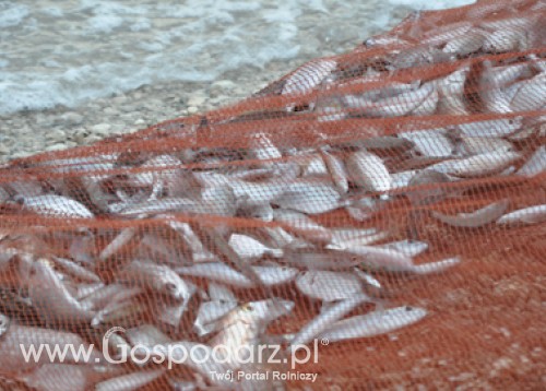 Od dziś ARiMR wznawia przyjmowanie wniosków o przyznanie pomocy na dostosowanie floty rybackiej