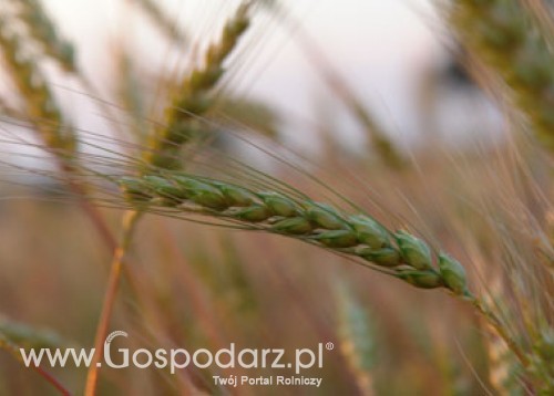 ARiMR rozpatruje wnioski o przyznanie pomocy na ponowne obsianie pól na których m.in. wymarzły uprawy