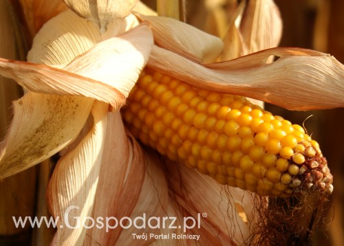 Ceny zbóż na giełdach światowych – 23.02.2012