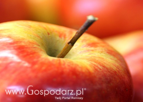 Polskie jabłka w Brukseli