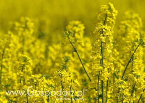 05.04.2012-Oleiste-Rzepak na Matif przebił w czwartek psychologiczny poziom 500 euro/t