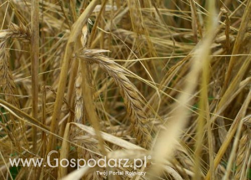 Ceny zbóż na giełdach światowych – 26.01.2012