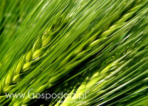 Wydano unijne licencje eksportowe