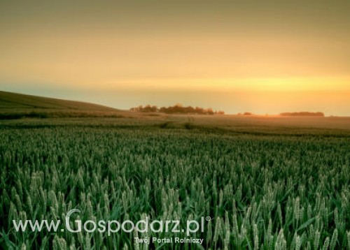 Ostateczny termin złożenia wniosków o przyznanie dopłat bezpośrednich, wsparcia ONW i płatności rolnośrodowiskowych upływa 11 czerwca