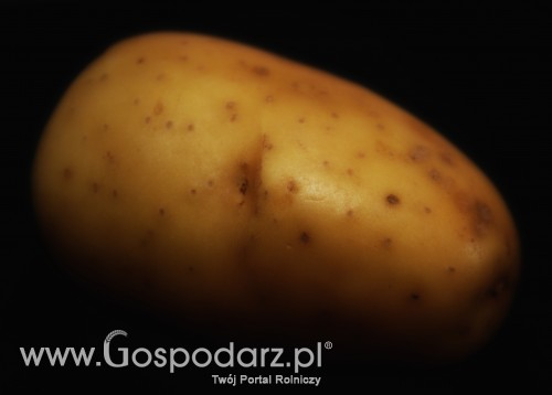 Rosja – Import egipskich ziemniaków będzie przywrócony?