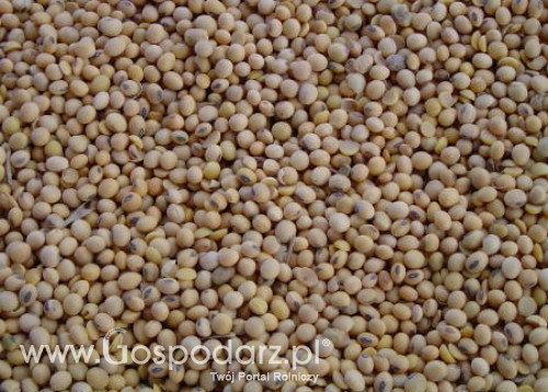 USA – Spadek znaczenia w handlu soją