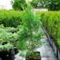 Thuja Occidentalis 