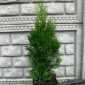 Thuja Occidentalis 