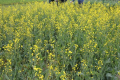 Zbiory polskiego rzepaku