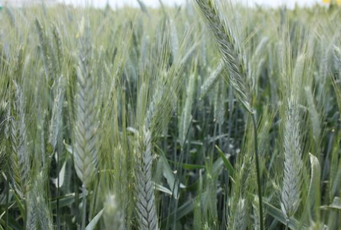 Ceny zbóż na giełdach światowych (11.12.2012)