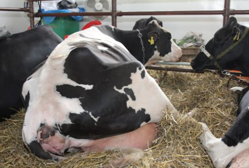 Uwaga na bydło zarażone wąglikiem