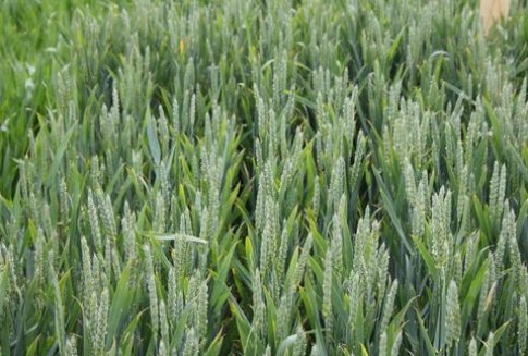 Notowania zbóż na giełdach światowych-31.10.2012