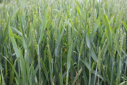 Rośnie eksport pszenicy z Unii Europejskiej (lipiec-listopad 2012)