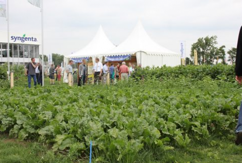 Spadek produkcji polskich warzyw gruntowych