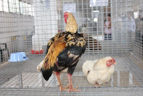 Ceny kurcząt całych i jaj konsumpcyjnych w Polsce na tle średniej UE