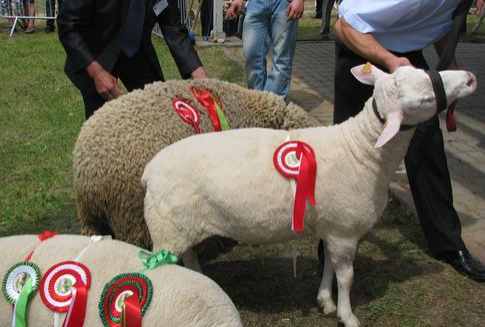 Hodowla owiec z uwzględnieniem ras rodzimych i przetwórstwa mleka - relacja ze szkolenia