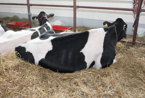 Kanada  - Mięso zakażone bakterią E. Coli