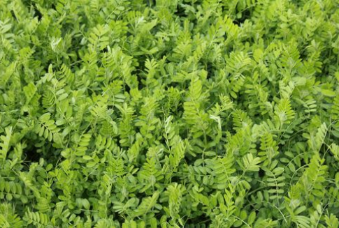 Jeszcze parę słów o obowiązkowym stosowaniu zasad integrowanej ochrony roślin