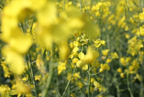 Eksport i i import rzepaku z Polski (lipiec-październik 2012)