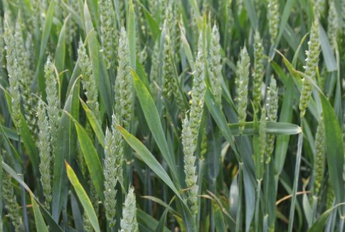 We wtorek futures na zboża taniały (5.12.2012)