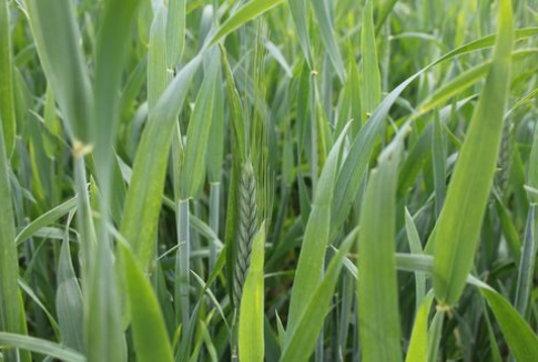 Unijne licencje na eksport zbóż zostały wydane