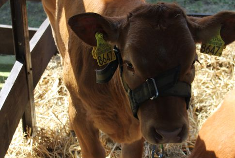 Rynek wołowiny w Unii Europejskiej (2009-2013)