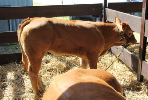 Japonia – Wzrost importu mięsa wołowego