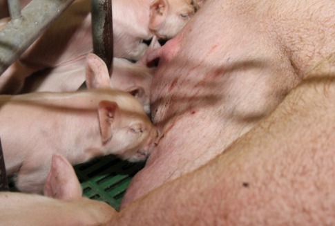 Zniesienie kojców dla loch prośnych - sytuacja w Polsce i w Europie