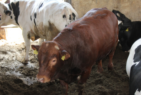 Konkluzje Rady Unii Europejskiej w sprawie raktopaminy